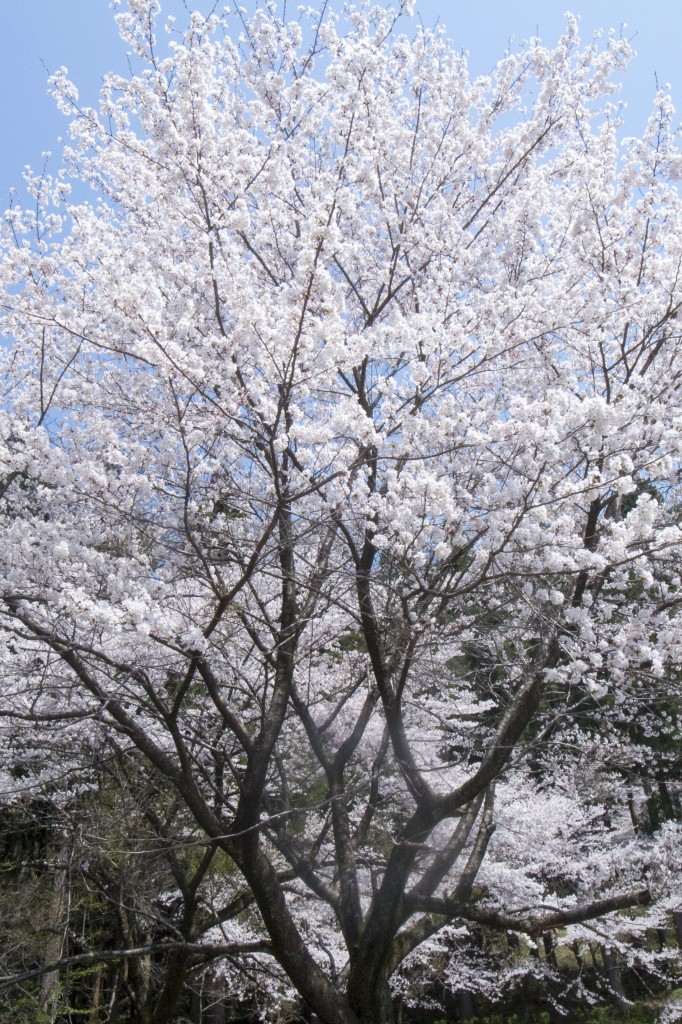 目ににするのは咲き誇った桜の木々
