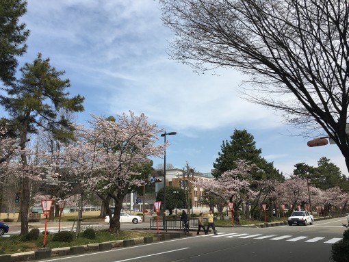 兼六園へと至る金沢の目抜き通りの桜はこんな感じ・・・