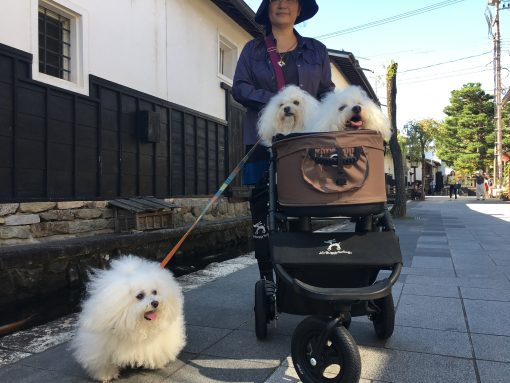 ボス殿、カート乗車に満足そう、ピナさん、お散歩満足そう、で、プリ嬢、ボスの背中にまたがってハコ乗りヤンキー状態!!